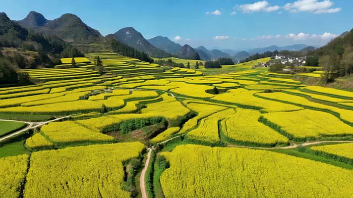 航拍梯田油菜花田风光 航拍梯田油菜花田风光