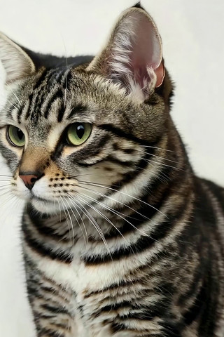 虎斑猫特写素材 虎斑猫特写素材