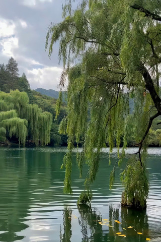 湖边垂柳自然风光 湖边垂柳自然风光