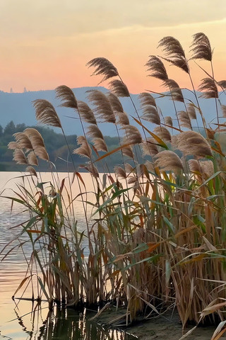 湖边芦苇日落风景素材 湖边芦苇日落风景素材