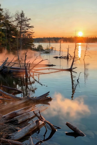 �����ճ�ɭ����Ȼ���