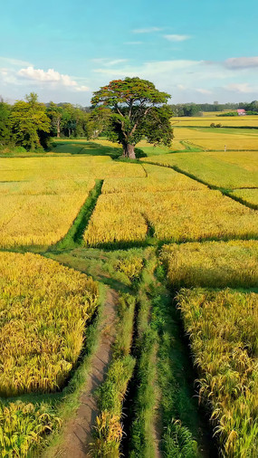 ��Ƶ����еĴ����羰