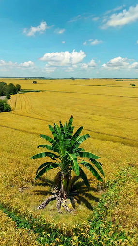 �����Ұ�е��㽶������