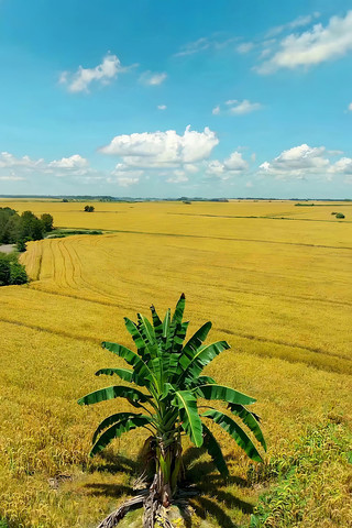 金黄田野中的香蕉树景观 金黄田野中的香蕉树景观