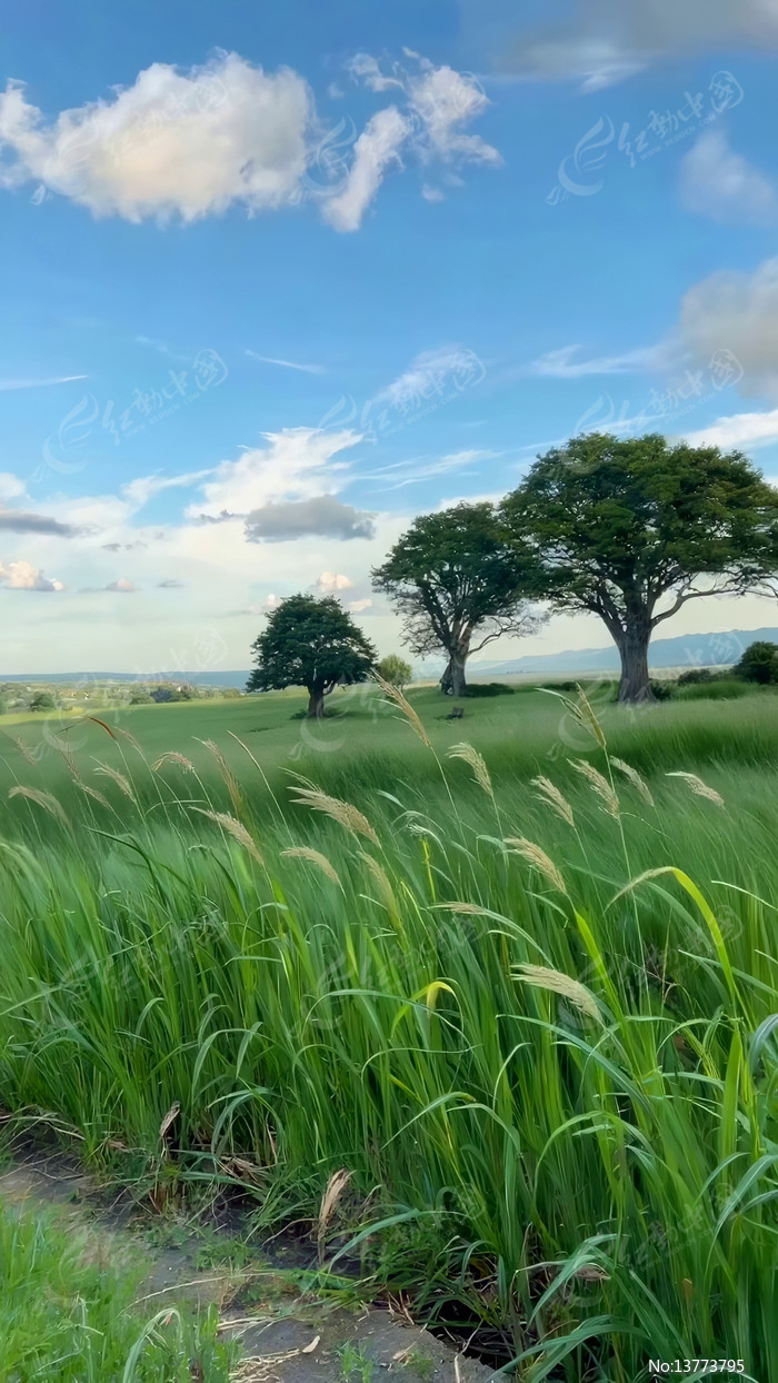 �����ݵ���ľ��������Ʒ羰