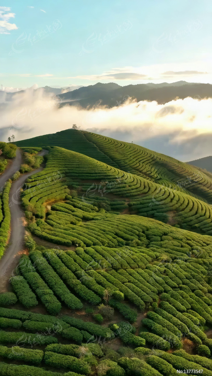 ���и���������ƵĲ�԰