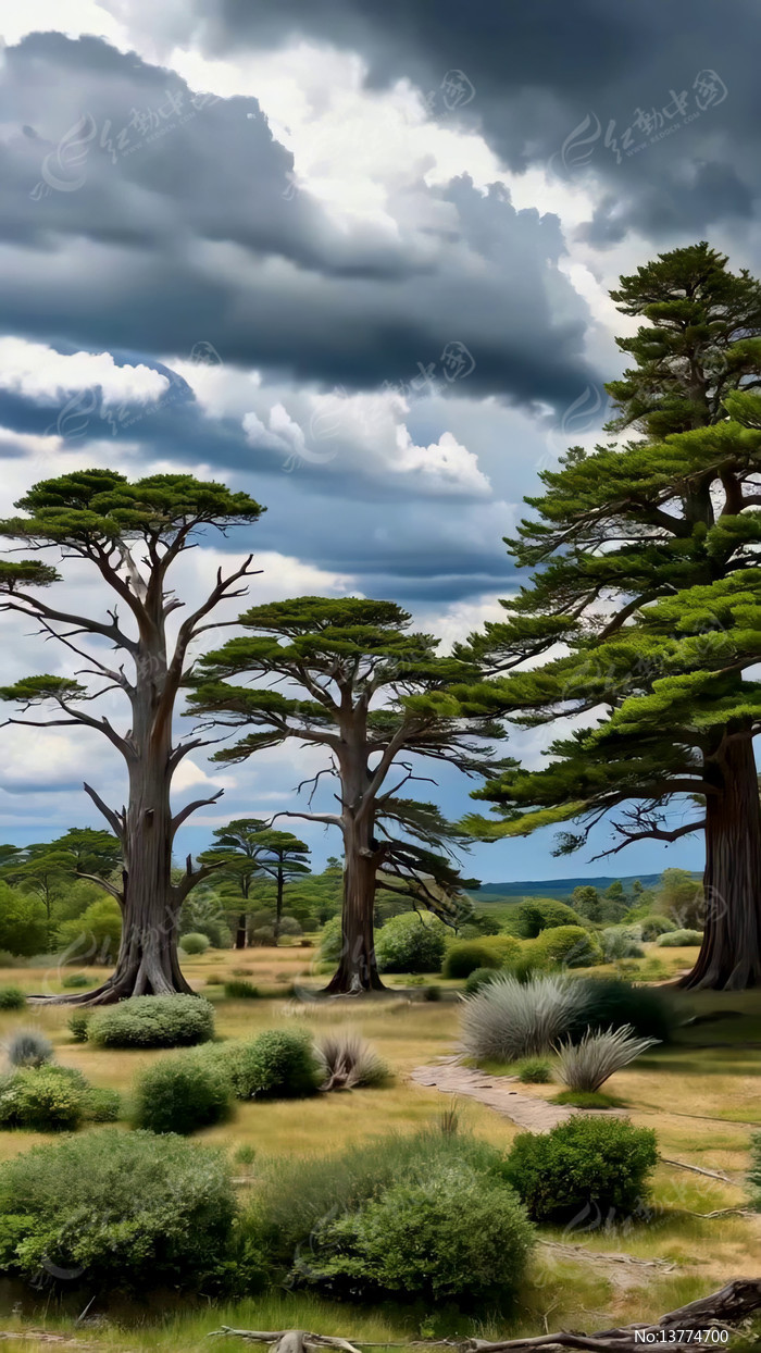 ��Ұ�еĸߴ���ľ��Ͱ�ֲ��