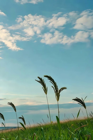 蓝天白云下的草地风光 蓝天白云下的草地风光