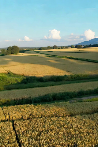 麦田自然风光俯瞰全景 麦田自然风光俯瞰全景
