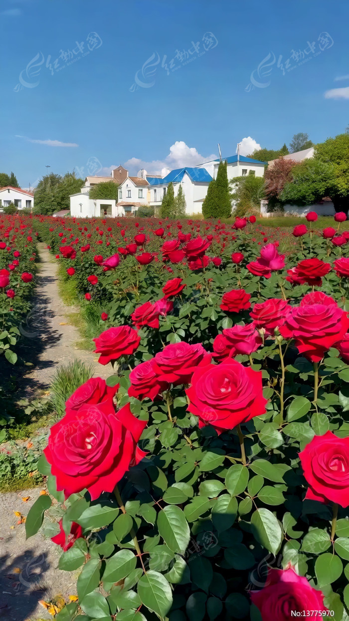 õ�廨����Զ�����ݾ���