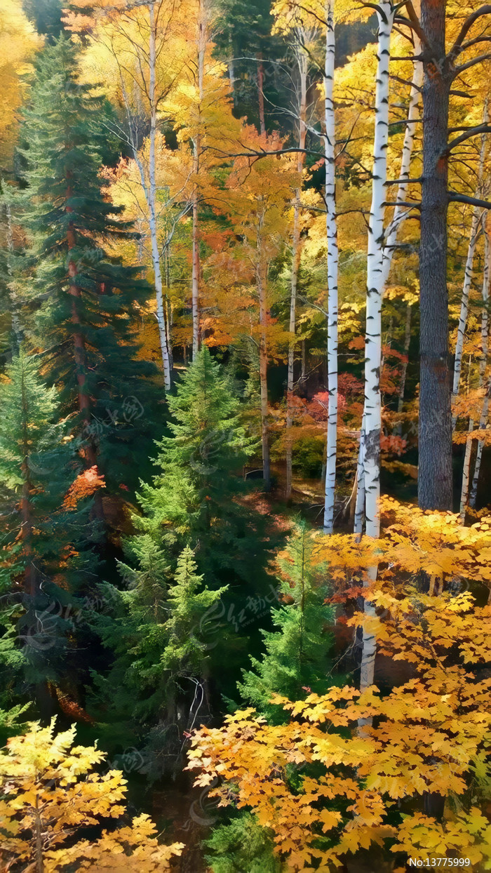 �＾ɭ�ֶ����ľ����