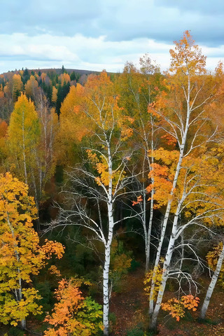 秋季森林树木俯瞰景象 秋季森林树木俯瞰景象
