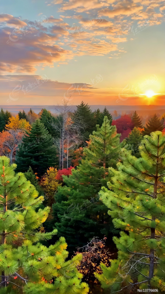 ɭ��������Ȼ����ز�