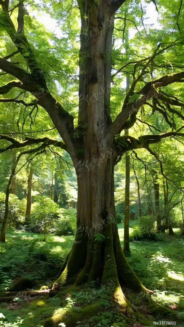 ɭ���иߴ���ľ�����⾰��