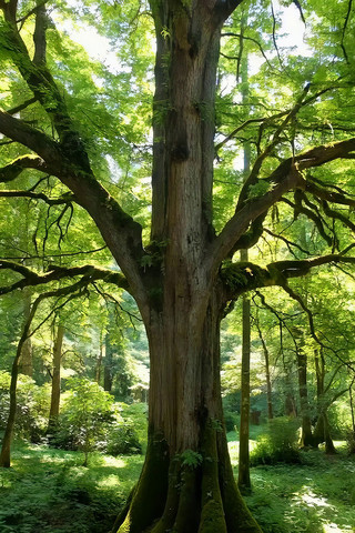 ɭ���иߴ���ľ�����⾰��