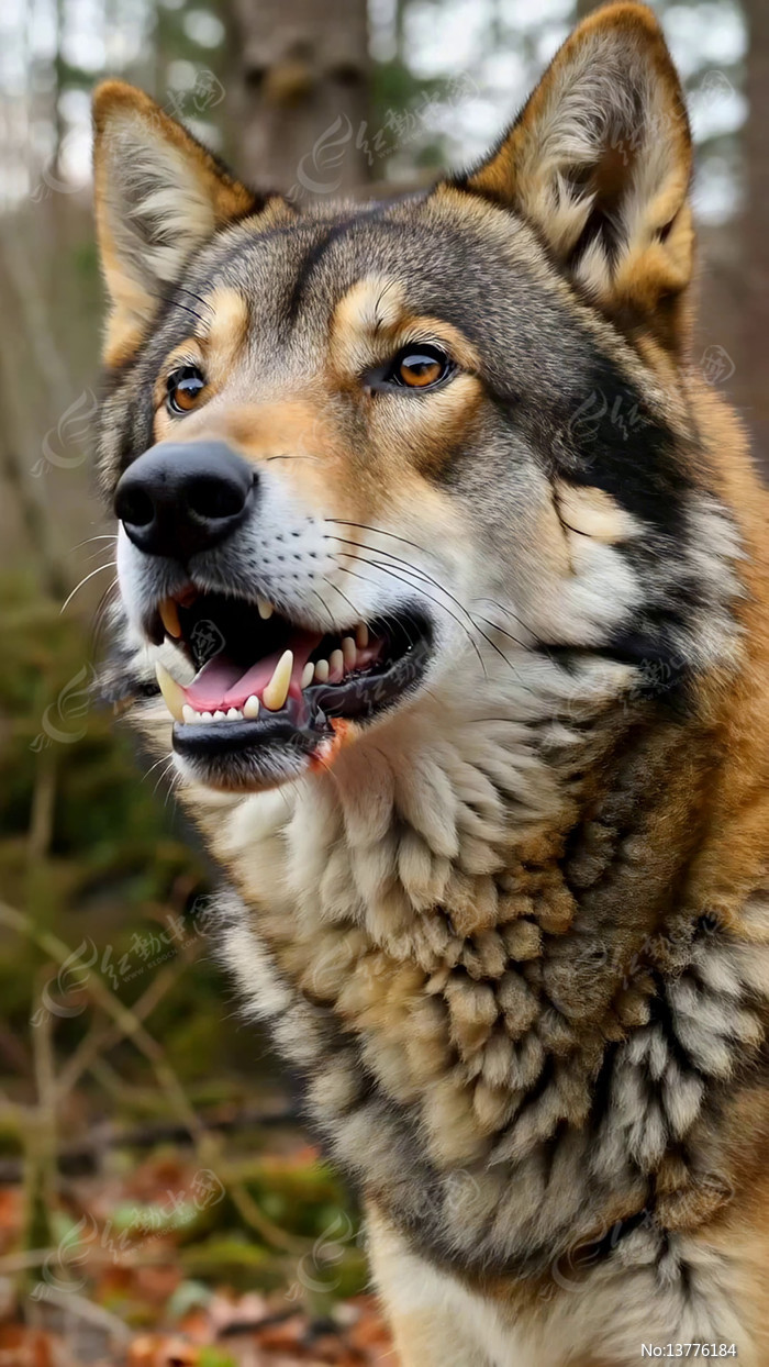 ɭ�����ǵ���д�ز�