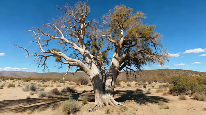 ɳĮ�й�����������֮��