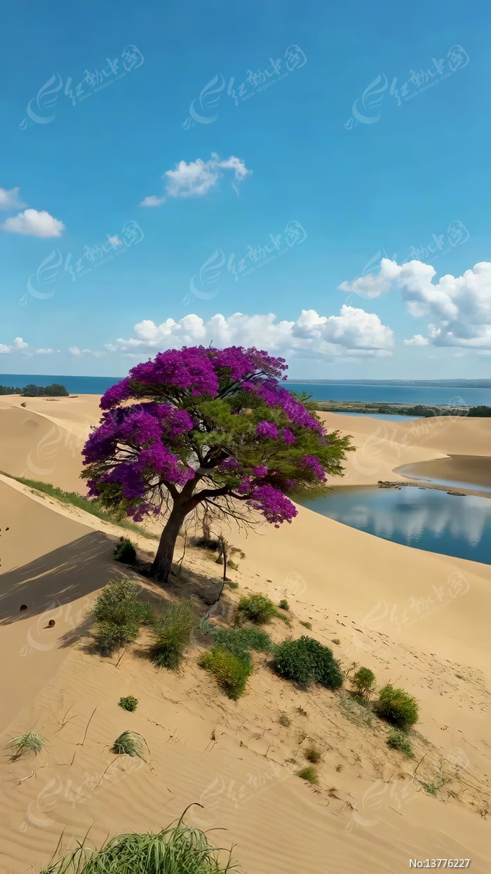 ɳĮ����ɫ�������������