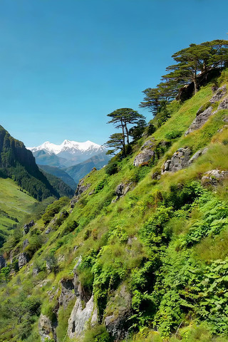 山地绿植与远处雪山风景 山地绿植与远处雪山风景
