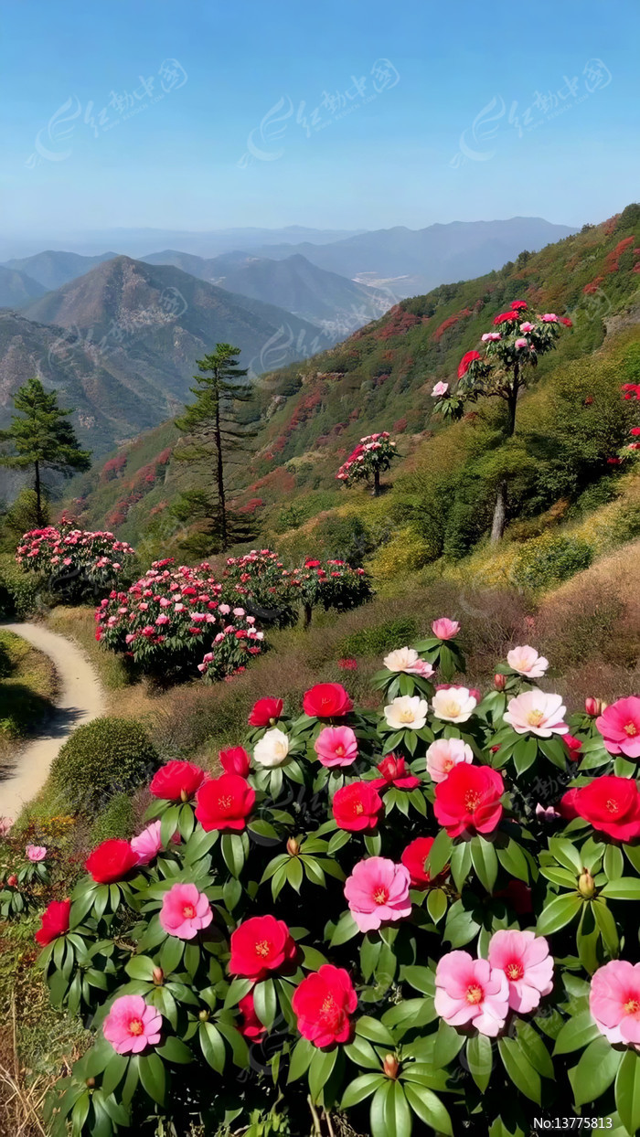 ɽ�仨��ʢ����Ȼ���