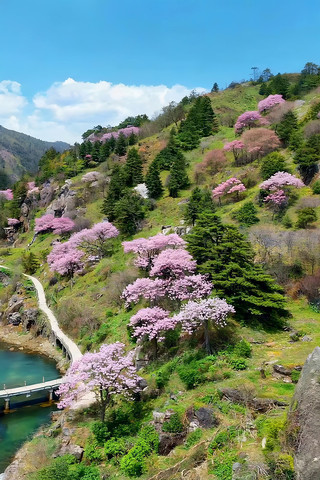 ɽ�����ӣ��ʢ������