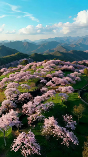 ɽ��ʢ���ķ�ɫӣ������