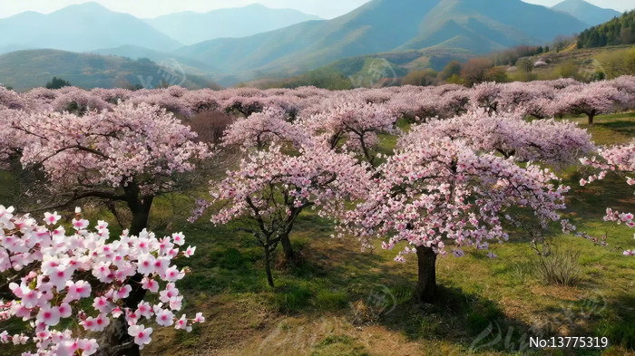 ɽ��ʢ���ķ�ɫӣ����