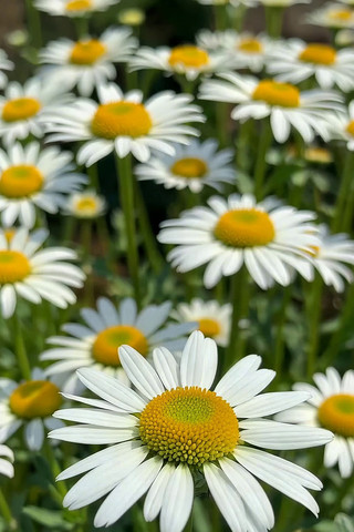 盛开的白色雏菊特写 盛开的白色雏菊特写