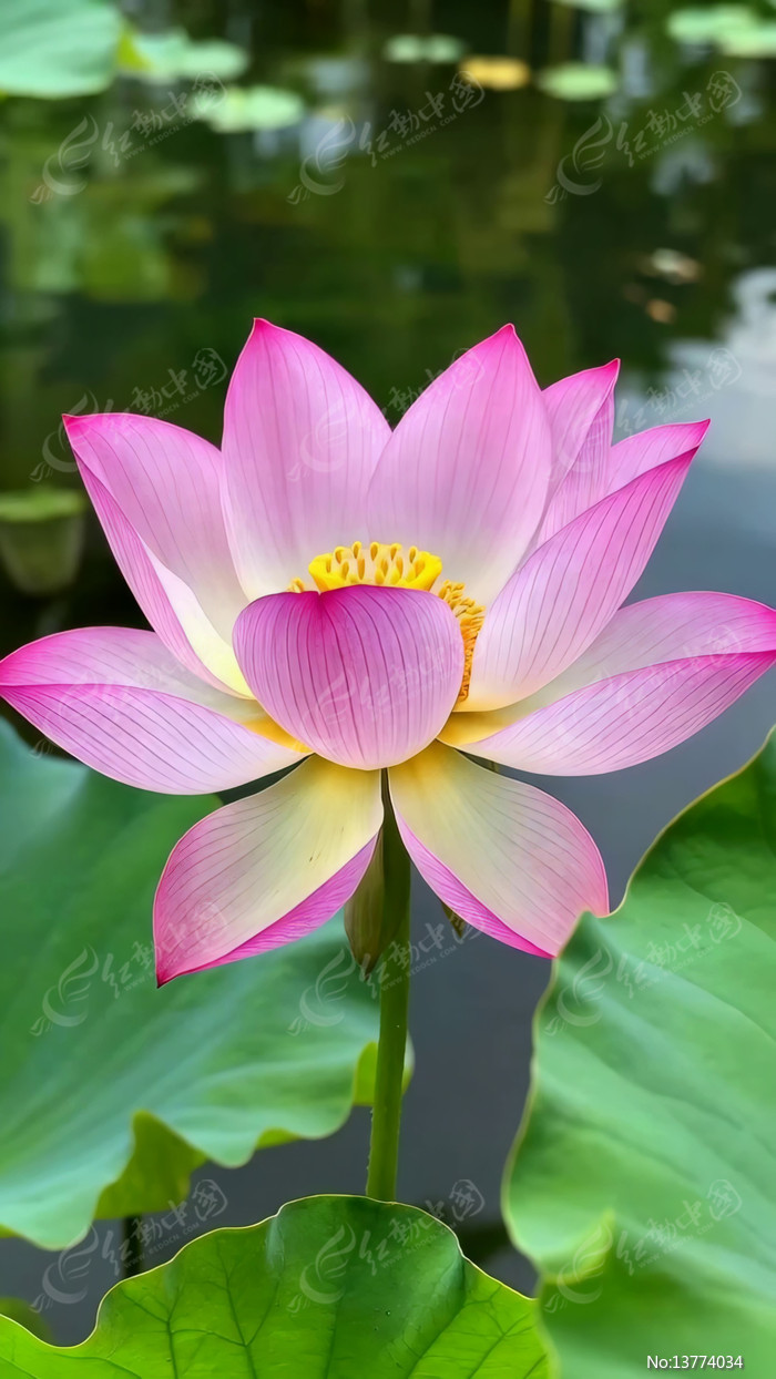 ʢ���ķ�ɫ�ɻ���д