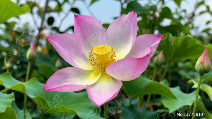 ʢ���ķ�ɫ�ɻ���д