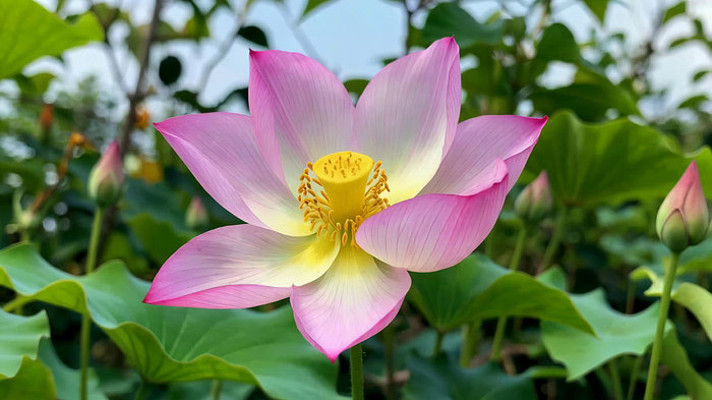 盛开的粉色荷花特写 盛开的粉色荷花特写