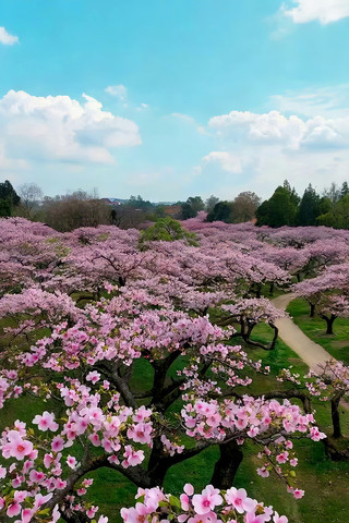盛开的樱花林自然风光 盛开的樱花林自然风光