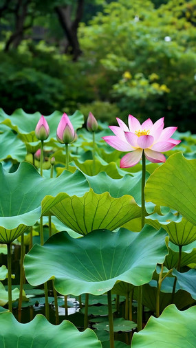 ʢ���ɻ����Ҷ��Ȼ����