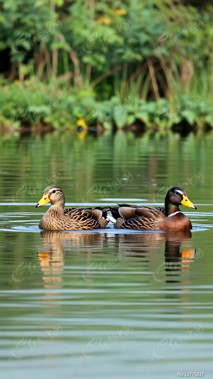 ˮ������ֻѼ����߮�Ļ���