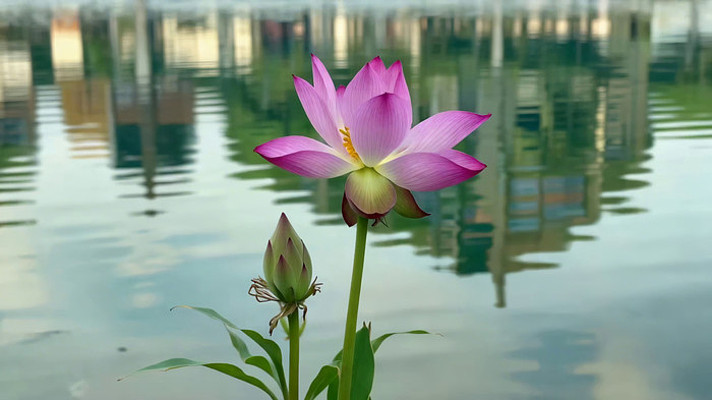 ˮ��ʢ���ĺɻ���д