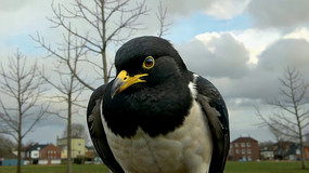 ��д�ڰ�ɫ�������