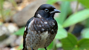 ��д���ྲ̬�����ز�