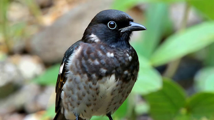 特写鸟类静态画面素材 特写鸟类静态画面素材
