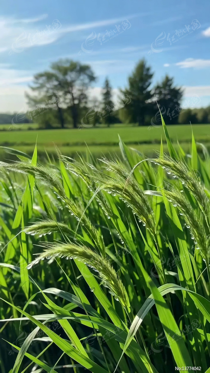 ���������Ȼ���