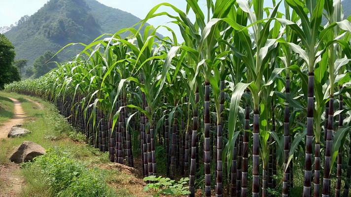 田野甘蔗种植场景 田野甘蔗种植场景