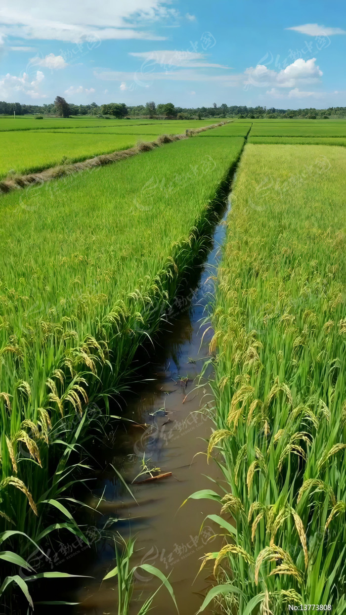 ��Ұ���ˮ��ũ��