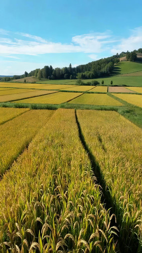 ��Ұ���Ƶ���羰