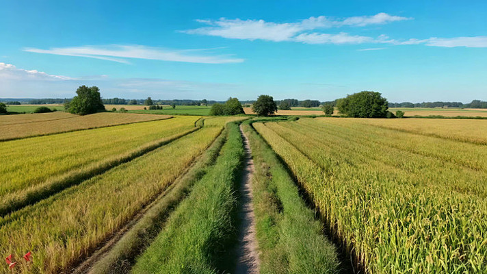 田野间小路农田风光 田野间小路农田风光