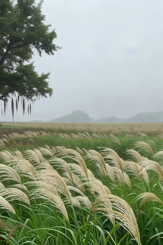 ��Ұ«έ��Ȼ���