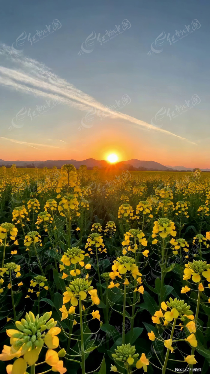 ��Ұ�Ͳ˻����侰��