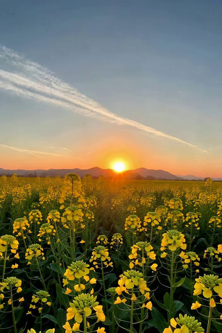 田野油菜花日落景象 田野油菜花日落景象