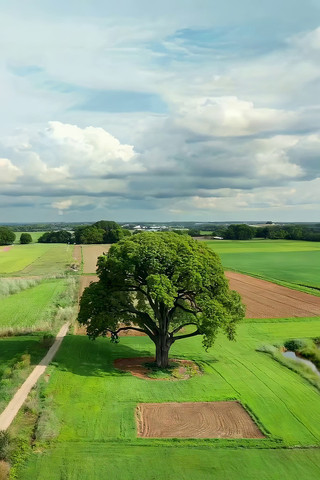 田野中大树俯瞰全景 田野中大树俯瞰全景