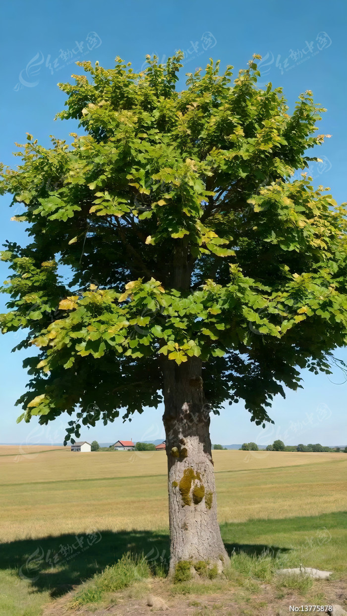 ��Ұ�е�ïʢ����