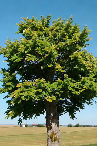 ��Ұ�е�ïʢ����