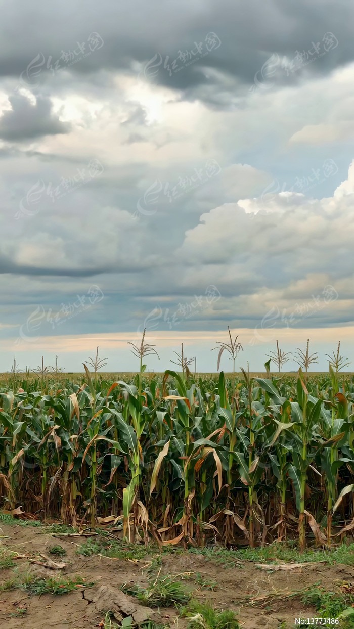 ��Ұ������������ֲ��